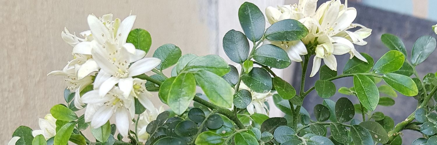 1blooddoc's profile banner image
