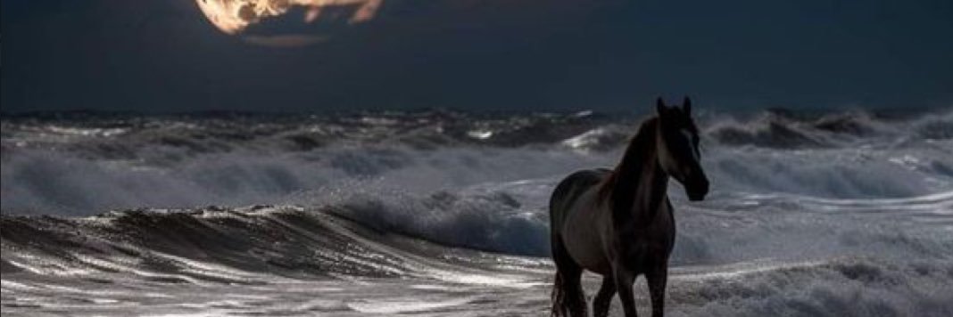 Bothina🕊️ banner