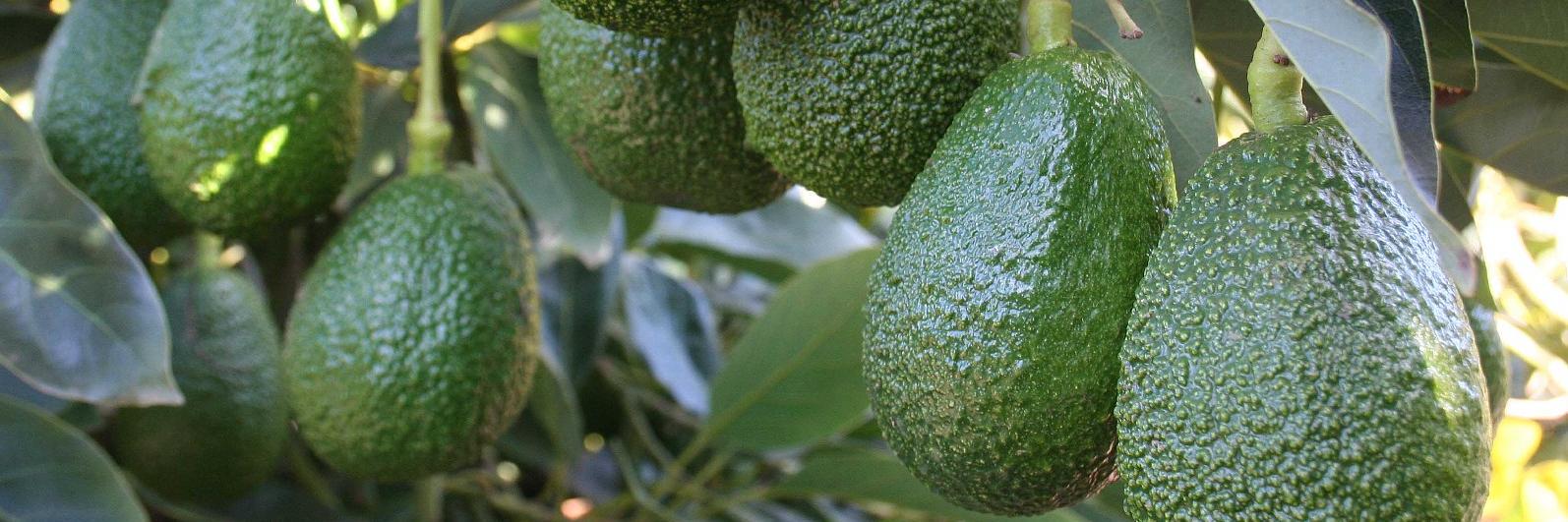 paltacruel's profile banner image