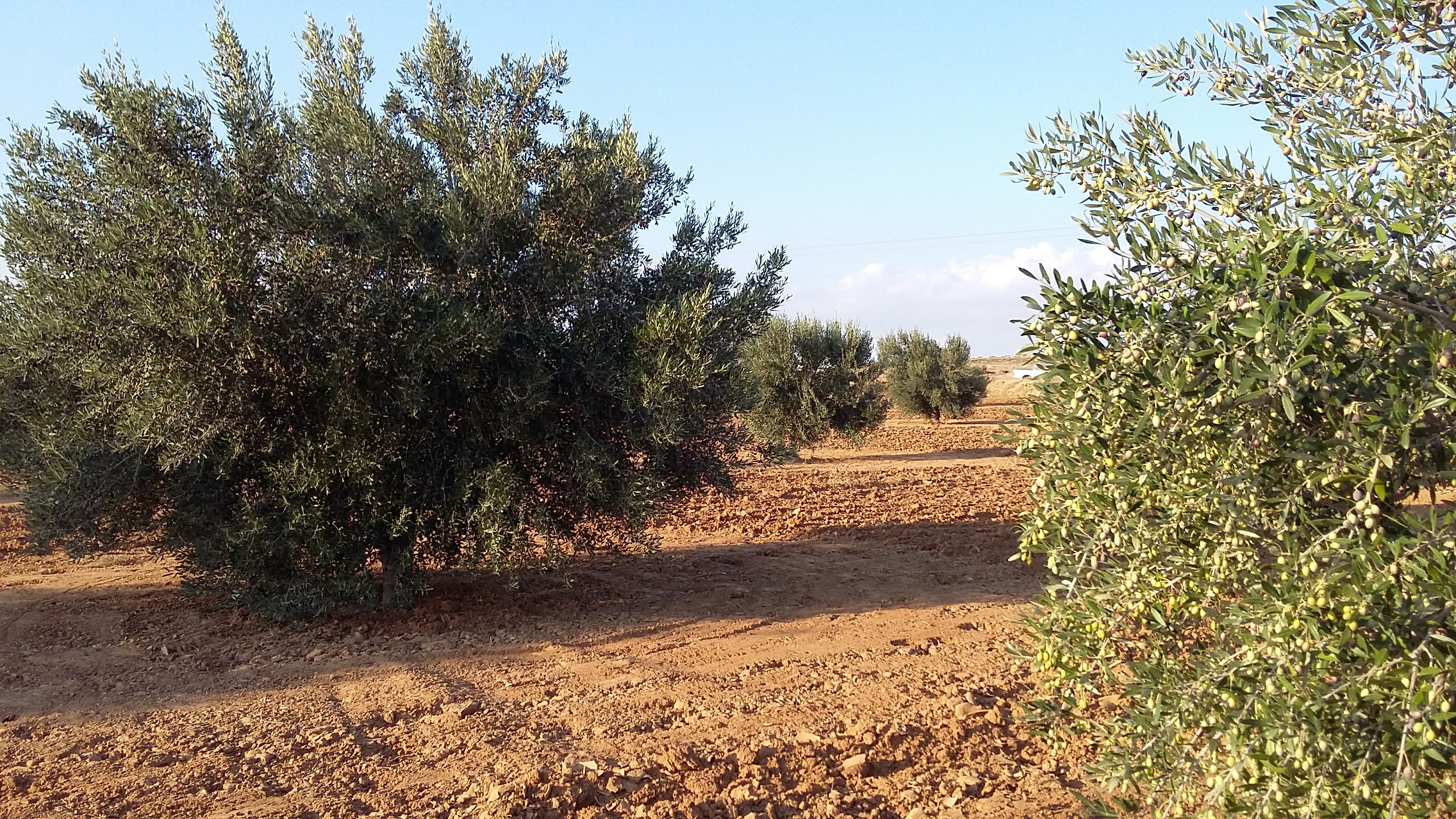halouanim's profile banner image