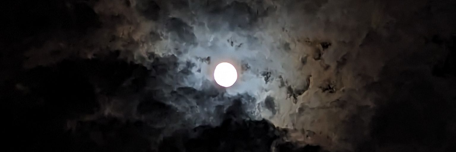 TreeStarVII's profile banner image