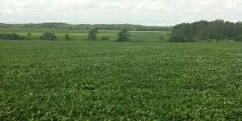 Quinte Isle Farms banner
