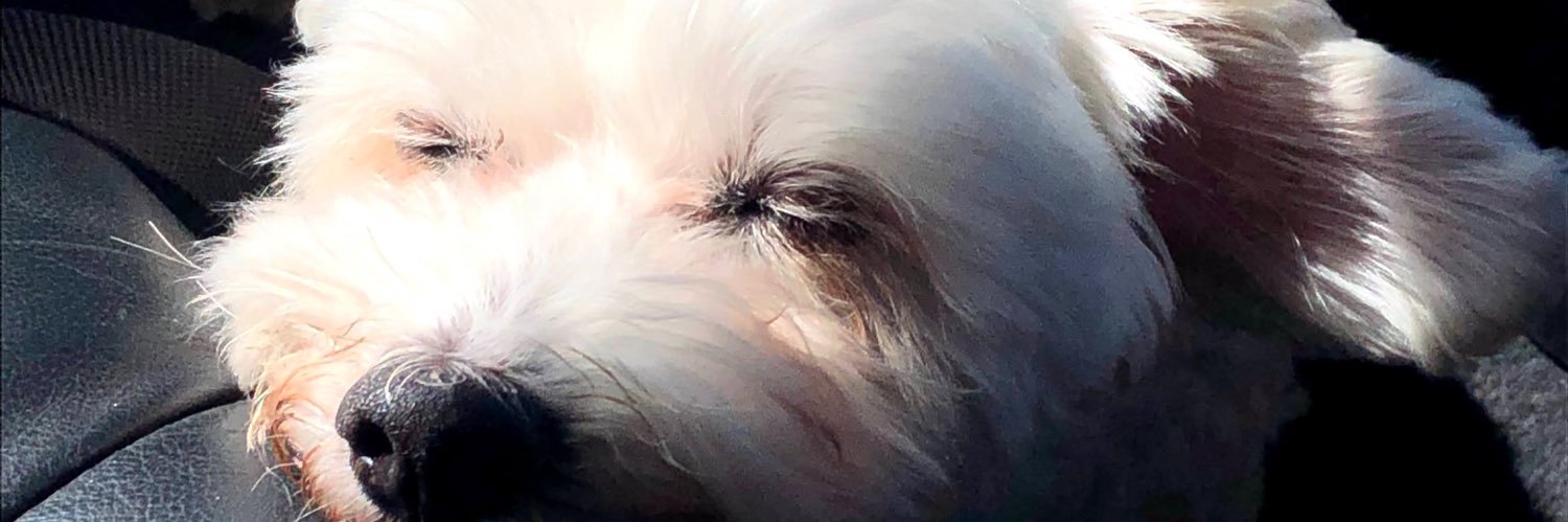 Lauracoven's profile banner image