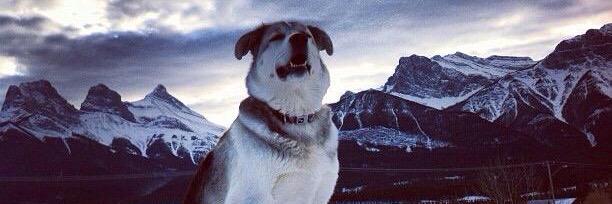 Nadine Dack-Doi (she/her) banner