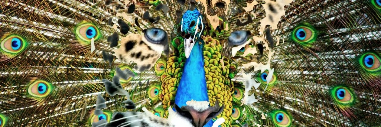 CATLANTUS's profile banner image