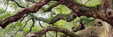 dwesp's profile banner image