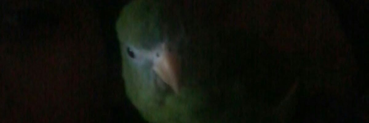raseiker's profile banner image