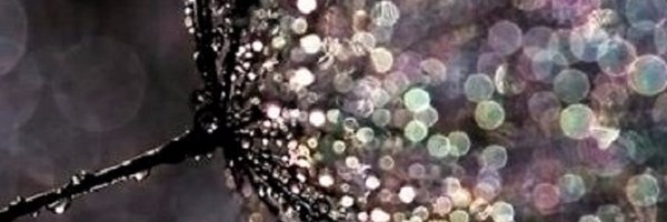 ellelaurens Profile Banner