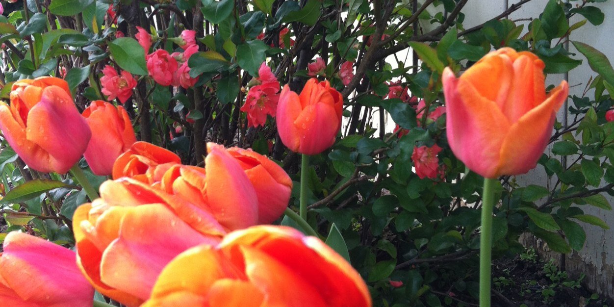 Bronwyn Carruth banner