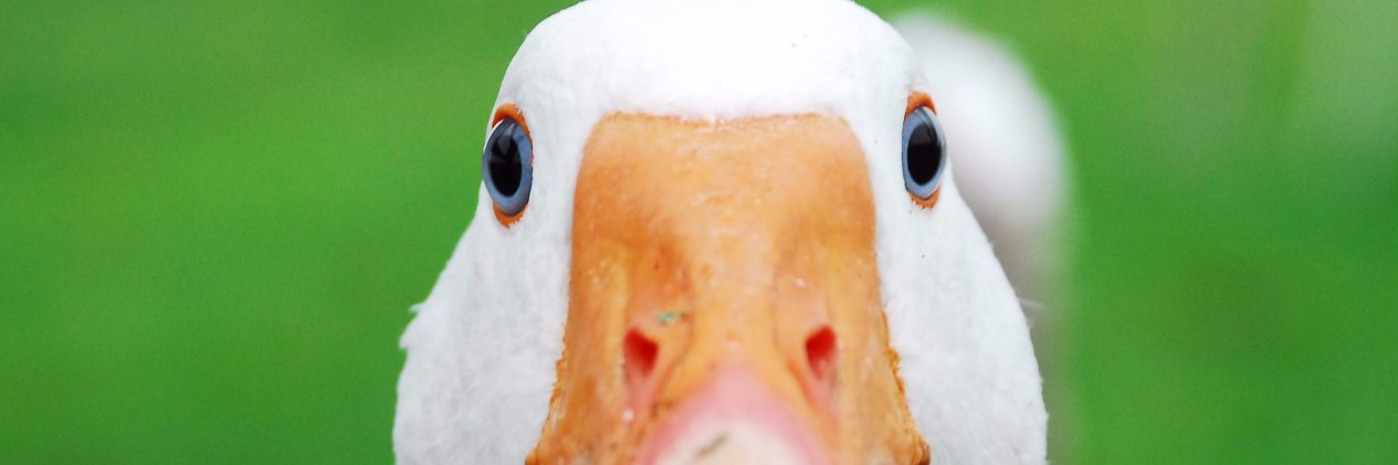 whitegooseblue's profile banner image