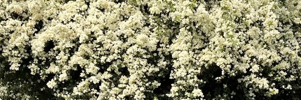 follownorara Profile Banner