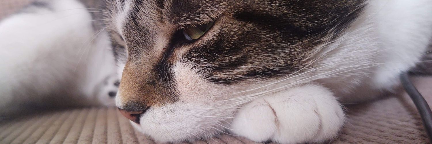 _cazb_'s profile banner image