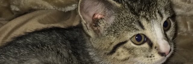 OreoCow_97's profile banner image