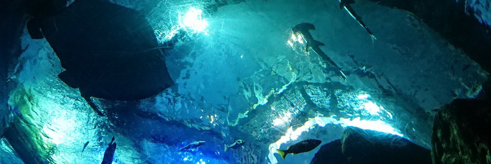 佐取 a.k.a. 未開人 banner