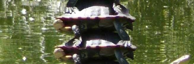 StackaTurtles's profile banner image