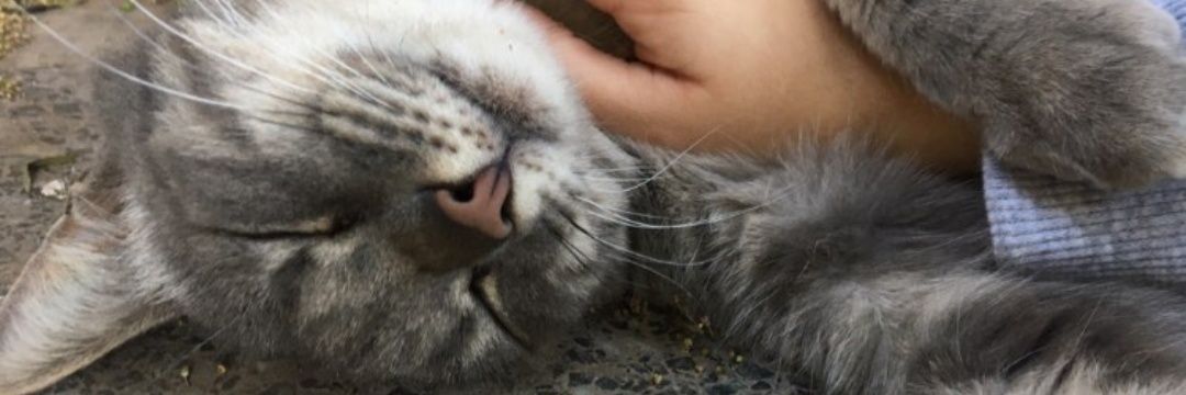 JessiRom00's profile banner image