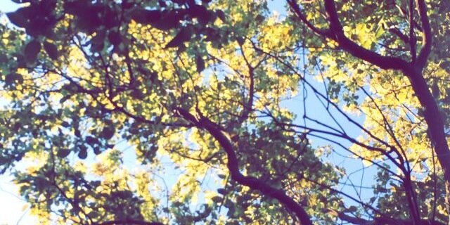 QuiteTinkerFae's profile banner image