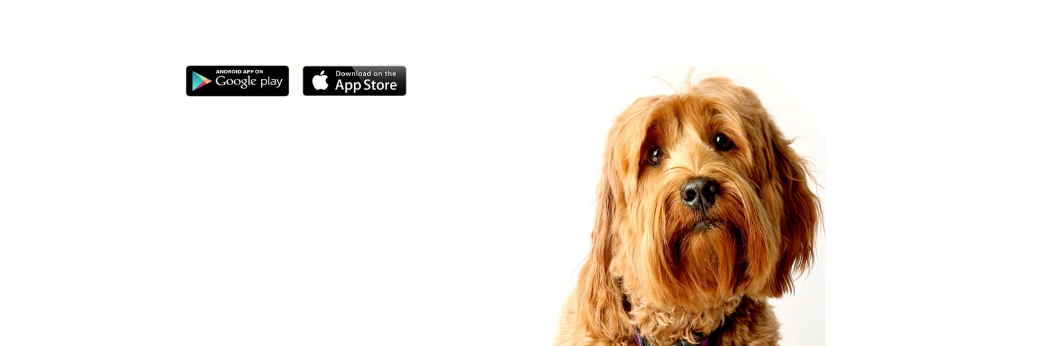 DogGoneMissing's profile banner image