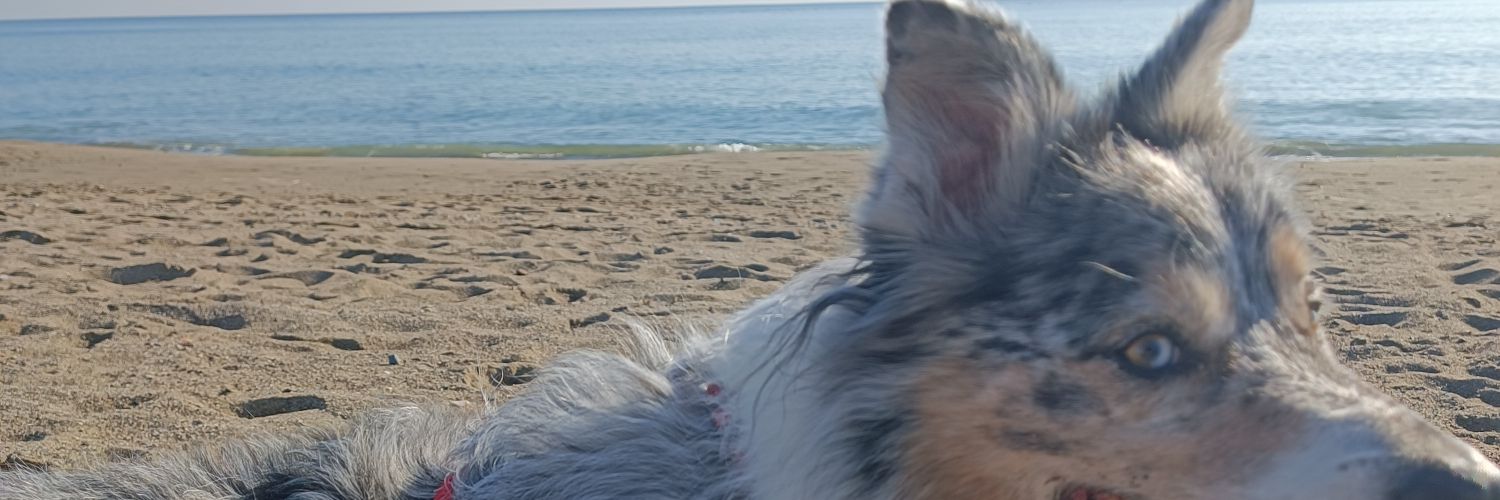 SalplixX's profile banner image