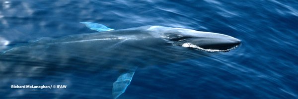 IFAWUK Profile Banner