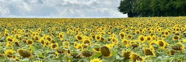 BritToSwiss Profile Banner