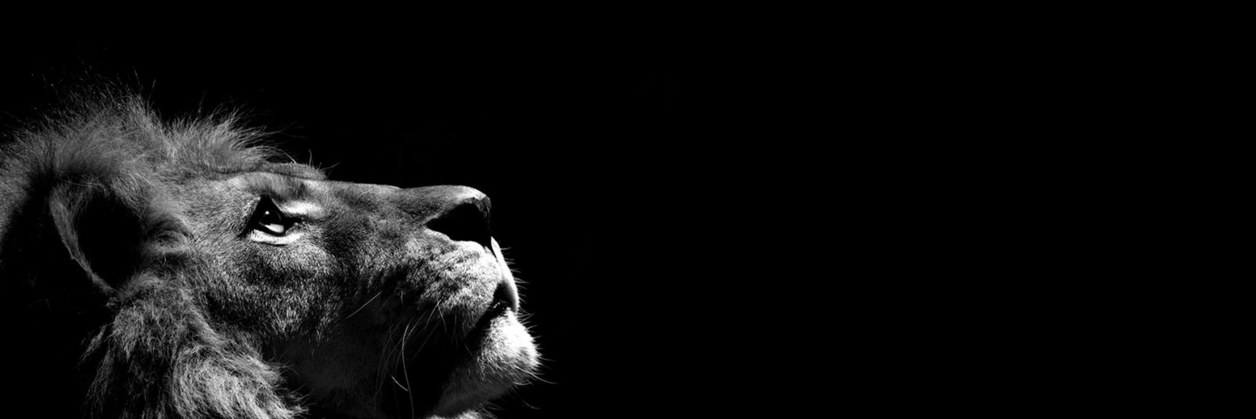scar_theking's profile banner image