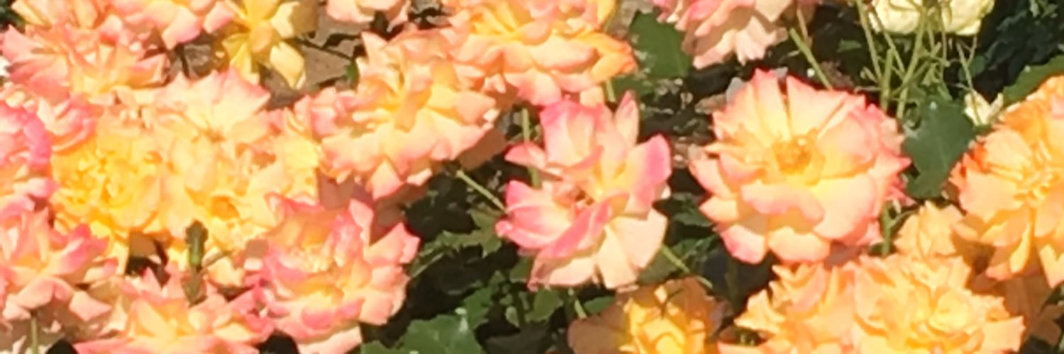 Nolabbit51's profile banner image