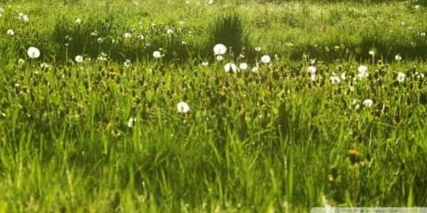 shatha821's profile banner image