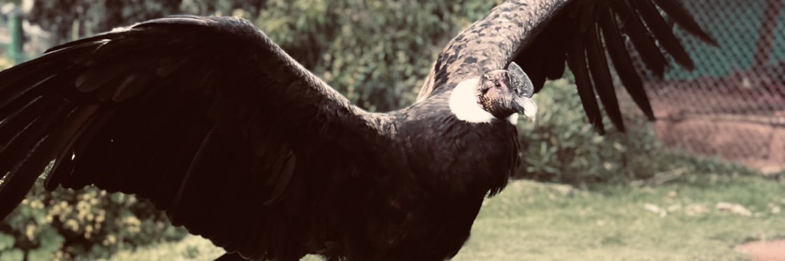 TorresJose_'s profile banner image