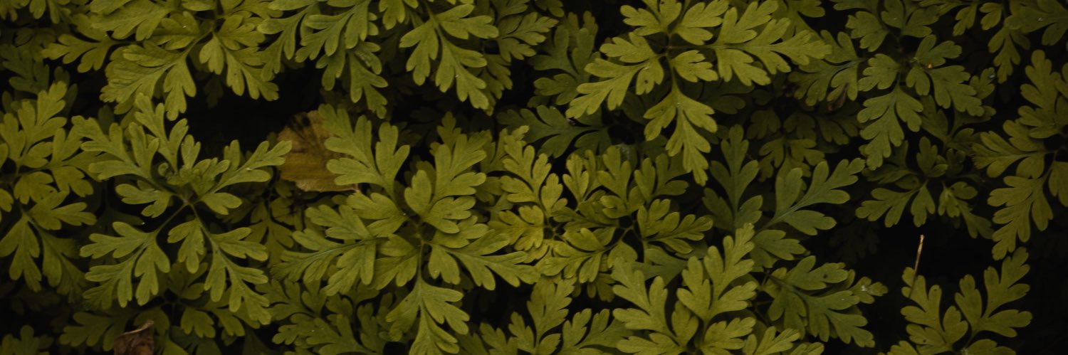 DjangoWong's profile banner image