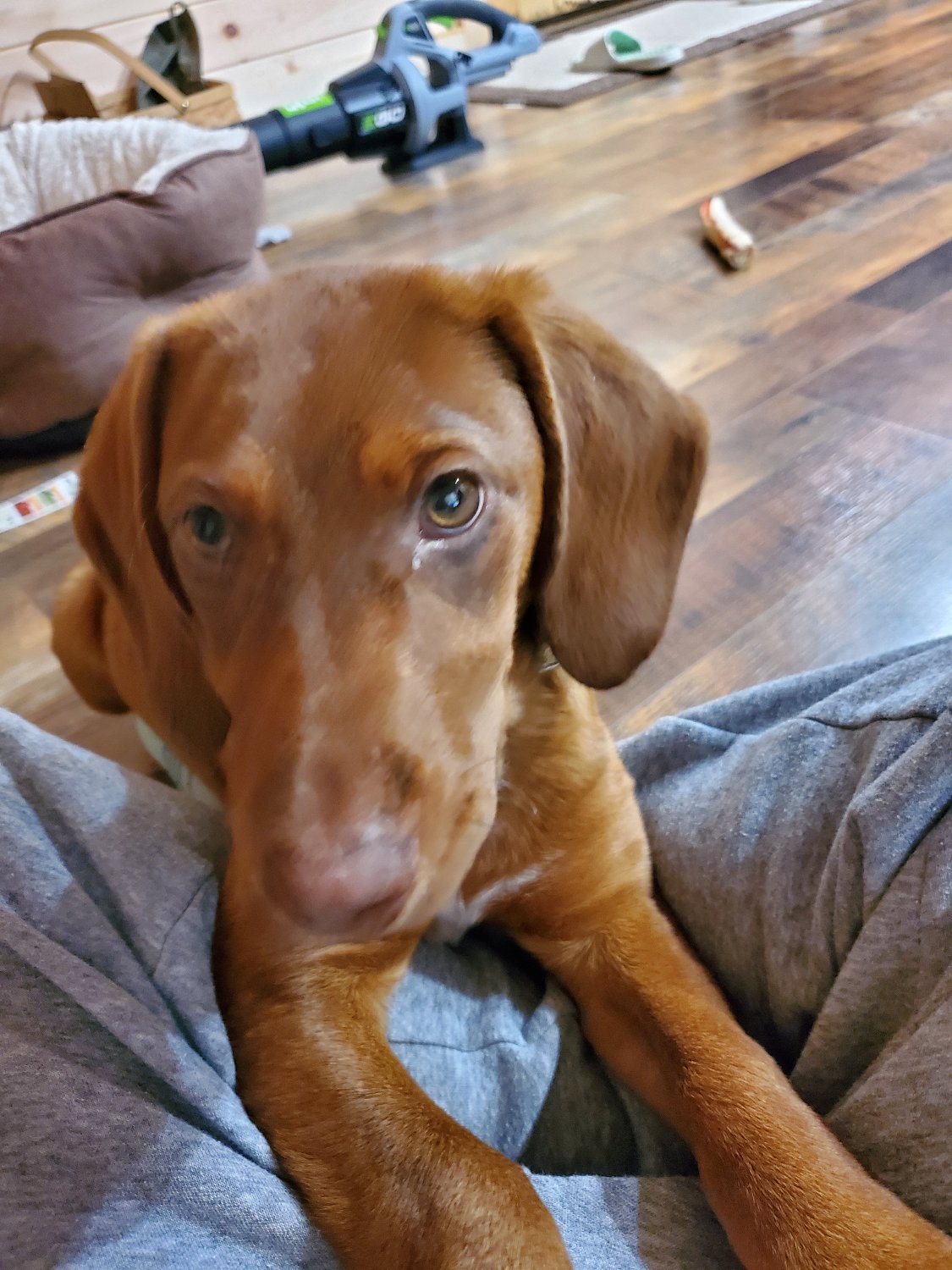 Heather Hendrickson Golden 🇺🇸 banner