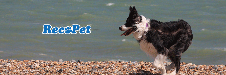 RecoPetCom's profile banner image