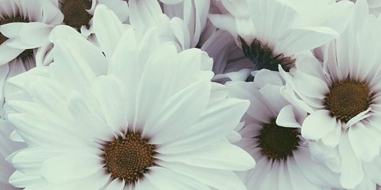 ɕհʆσε banner