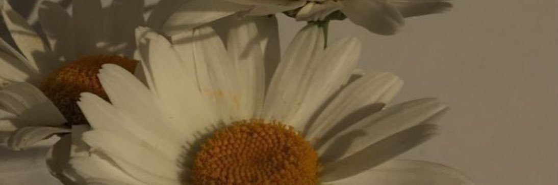 daisydimps's profile banner image