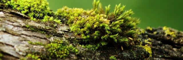 analucylu's profile banner image