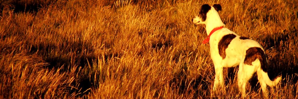 fedesnob's profile banner image