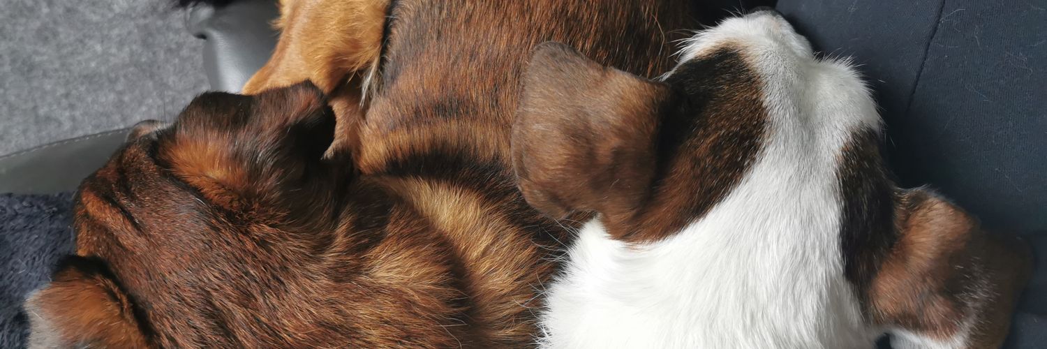 montymoolovesu's profile banner image