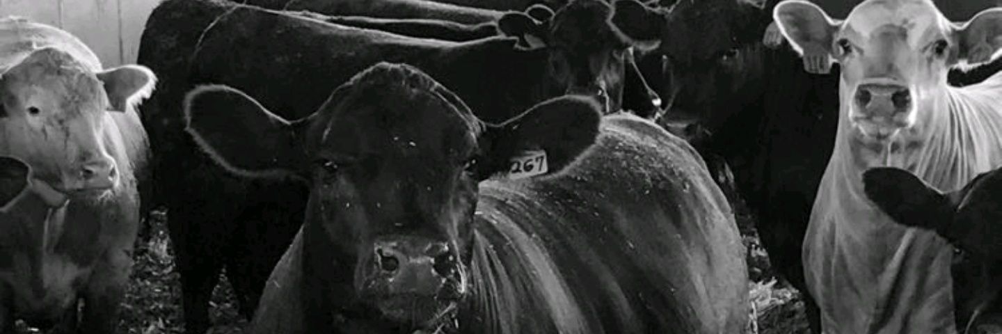 BrianSteffy's profile banner image