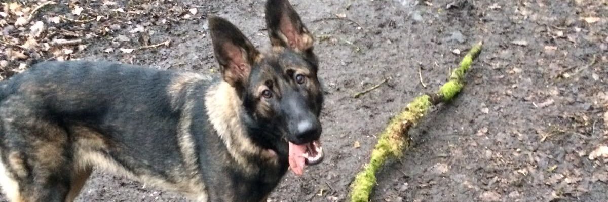 Jennie Curran banner