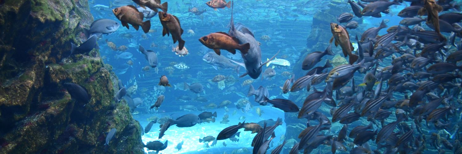 水族館もどき✪🐰🍑 脳内ガイド作成中🍳 banner