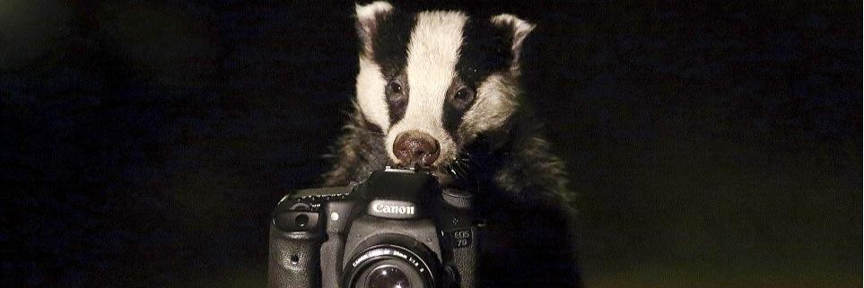 badgerhelly's profile banner image