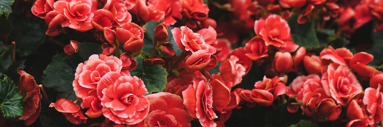 tCole_'s profile banner image