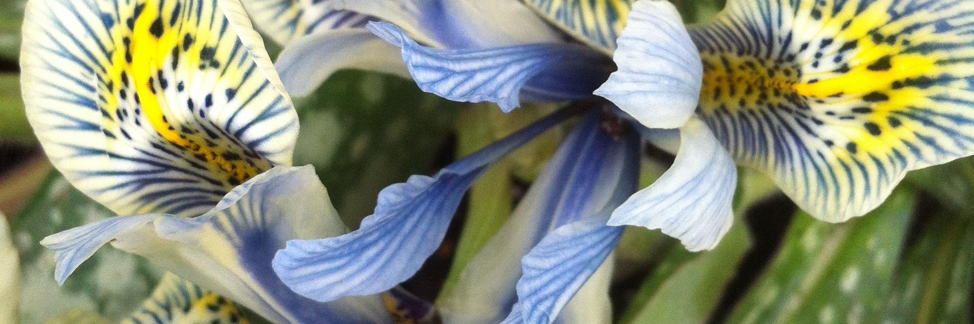 k gimson 🌻🐝 banner