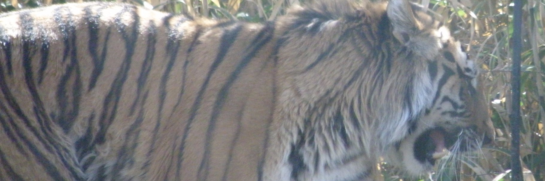 Lexxi_Kitty's profile banner image