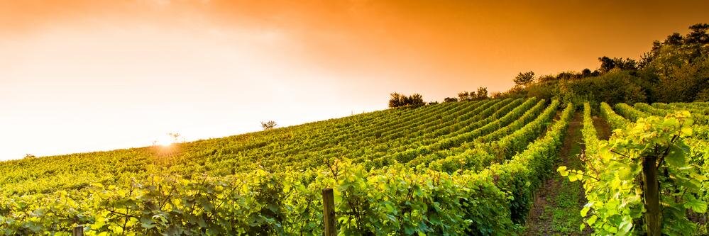 SalentoWine's profile banner image
