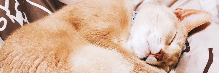 PearYuzu's profile banner image