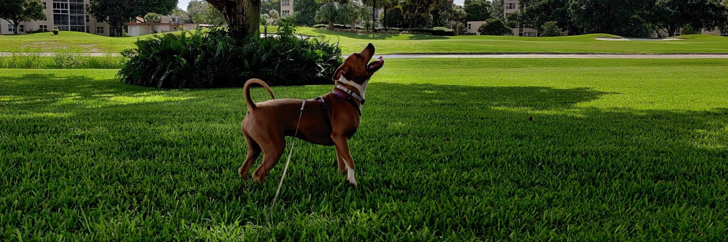 scungilli man 🇵🇸🇯🇲 banner