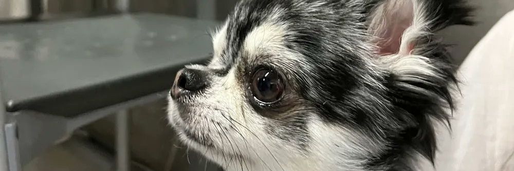 tmdcs_theend's profile banner image