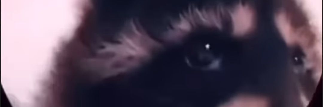 luckythandel's profile banner image
