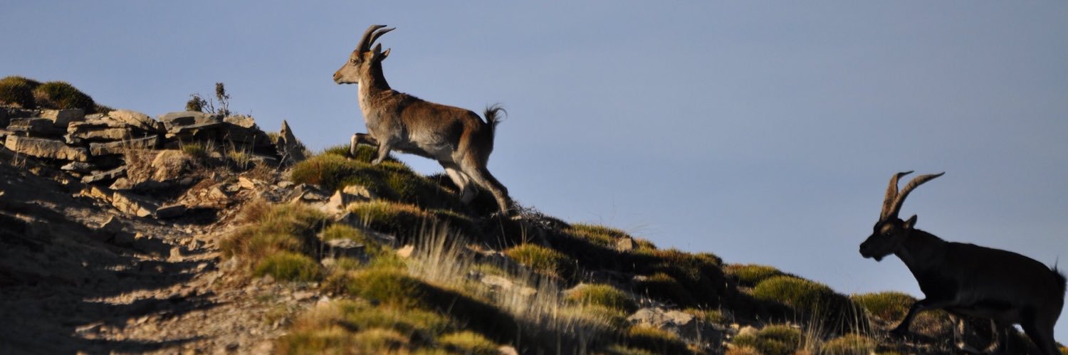 Jesús López ツ banner